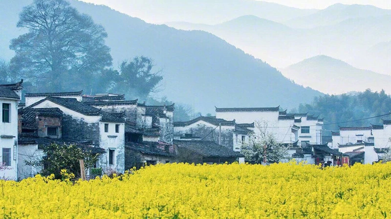 Wuyuan in Spring: A Symphony of Blossoms and Ancient Villages