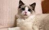 The 8 Most Popular Cat Breeds in China